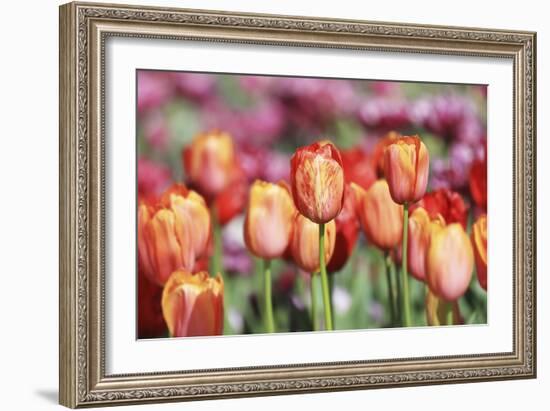 Spring Tulips (6)-Incredi-Framed Giclee Print