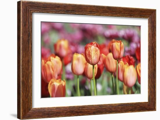 Spring Tulips (6)-Incredi-Framed Giclee Print