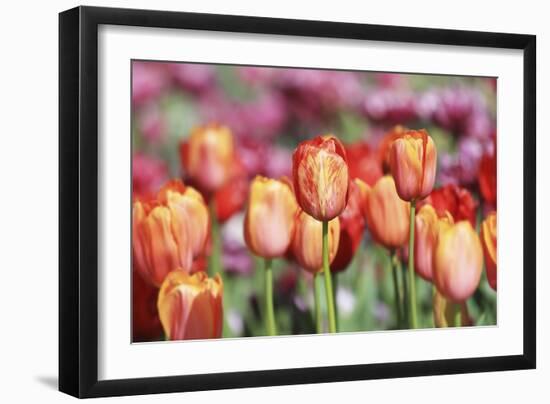 Spring Tulips (6)-Incredi-Framed Giclee Print