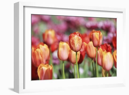 Spring Tulips (6)-Incredi-Framed Giclee Print
