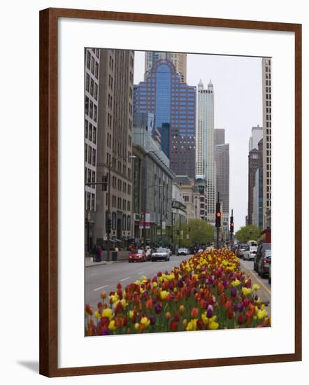 Spring Tulips on North Michigan Avenue, Chicago, Illinois, United States of America, North America-Amanda Hall-Framed Photographic Print