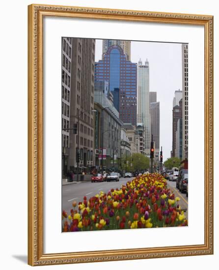 Spring Tulips on North Michigan Avenue, Chicago, Illinois, United States of America, North America-Amanda Hall-Framed Photographic Print