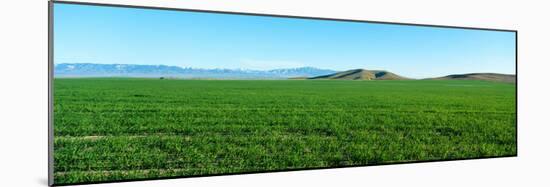 Spring Valley, Antelope Valley, California-null-Mounted Photographic Print
