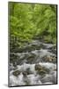 Spring view of forest along Middle Prong of Little Pigeon River, Great Smoky Mountains NP, TN-Adam Jones-Mounted Photographic Print
