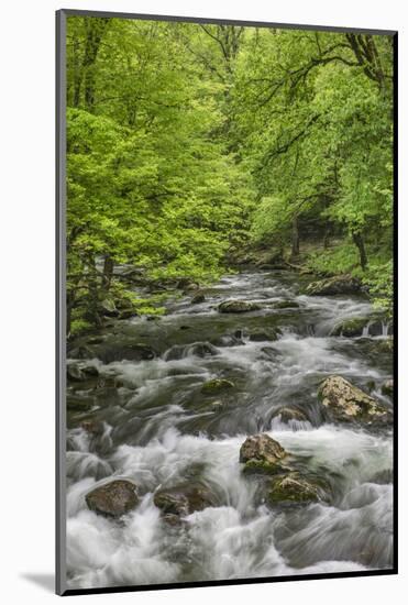 Spring view of forest along Middle Prong of Little Pigeon River, Great Smoky Mountains NP, TN-Adam Jones-Mounted Photographic Print