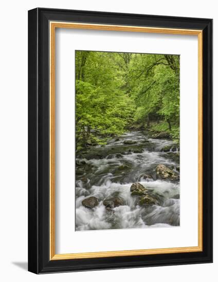 Spring view of forest along Middle Prong of Little Pigeon River, Great Smoky Mountains NP, TN-Adam Jones-Framed Photographic Print