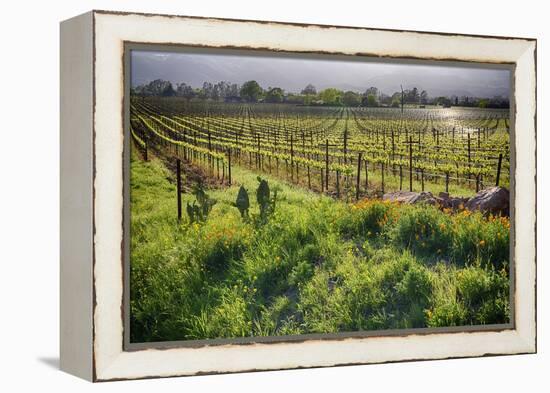 Spring Vine And Poppies In Napa Valley-George Oze-Framed Premier Image Canvas