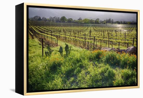 Spring Vine And Poppies In Napa Valley-George Oze-Framed Premier Image Canvas