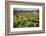 Spring Vine And Poppies In Napa Valley-George Oze-Framed Photographic Print