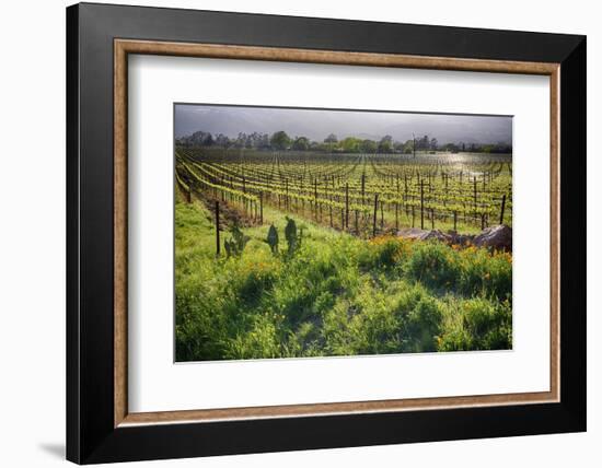 Spring Vine And Poppies In Napa Valley-George Oze-Framed Photographic Print