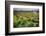 Spring Vine And Poppies In Napa Valley-George Oze-Framed Photographic Print