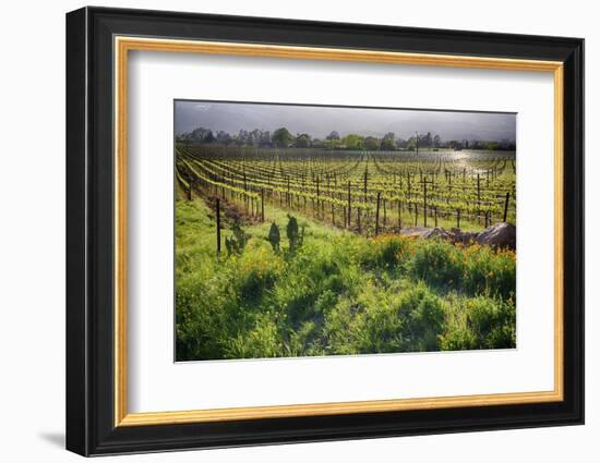 Spring Vine And Poppies In Napa Valley-George Oze-Framed Photographic Print