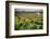 Spring Vine And Poppies In Napa Valley-George Oze-Framed Photographic Print