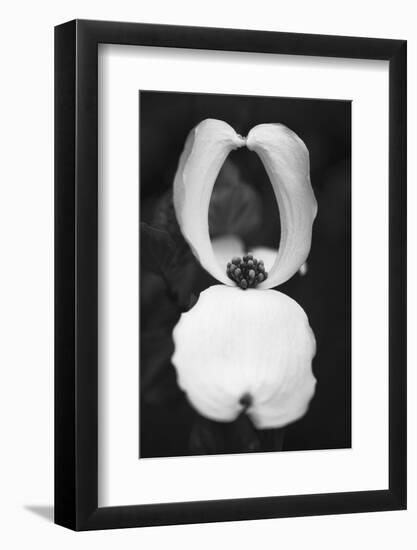 Spring Vortex-Philippe Sainte-Laudy-Framed Photographic Print