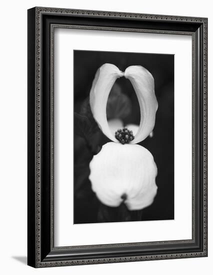 Spring Vortex-Philippe Sainte-Laudy-Framed Photographic Print