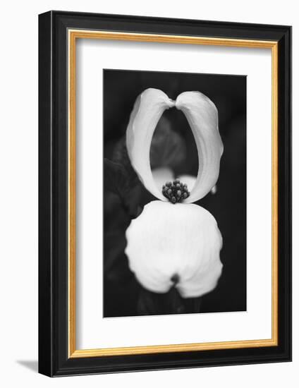 Spring Vortex-Philippe Sainte-Laudy-Framed Photographic Print