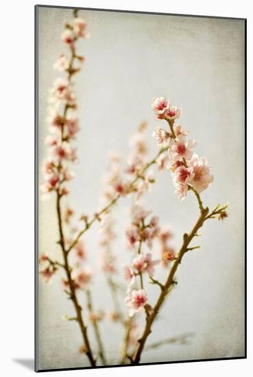 Spring Whispers 2-Jessica Rogers-Mounted Giclee Print