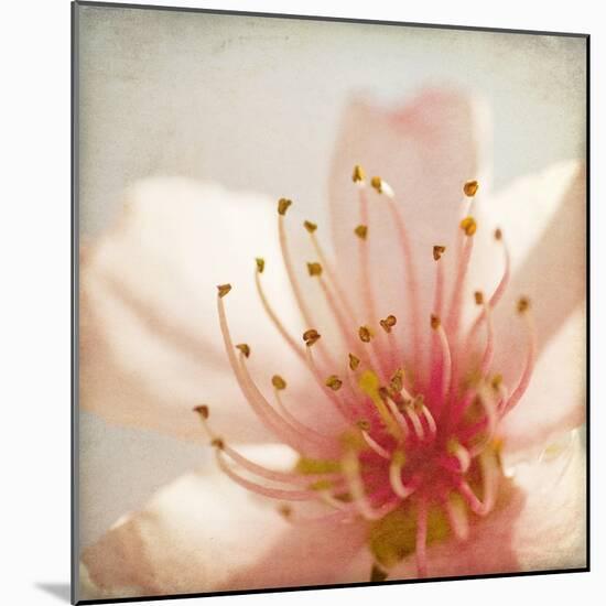 Spring Whispers 3-Jessica Rogers-Mounted Giclee Print