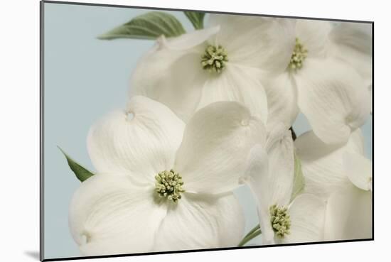 Spring Whites-Julie Greenwood-Mounted Art Print