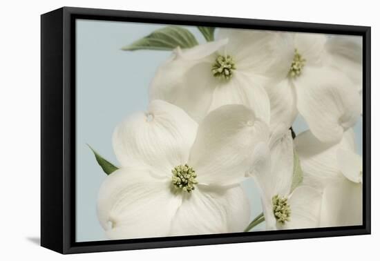 Spring Whites-Julie Greenwood-Framed Stretched Canvas