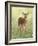 Spring Whitetail Fawn-Crista Forest-Framed Giclee Print