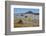 Spring Wild Flowers, Postberg Section, West Coast National Park, Western Cape, South Africa, Africa-Ann & Steve Toon-Framed Photographic Print