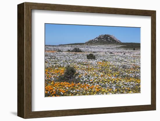 Spring Wild Flowers, Postberg Section, West Coast National Park, Western Cape, South Africa, Africa-Ann & Steve Toon-Framed Photographic Print