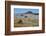 Spring Wild Flowers, Postberg Section, West Coast National Park, Western Cape, South Africa, Africa-Ann & Steve Toon-Framed Photographic Print