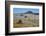 Spring Wild Flowers, Postberg Section, West Coast National Park, Western Cape, South Africa, Africa-Ann & Steve Toon-Framed Photographic Print