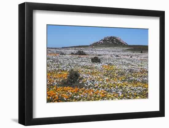 Spring Wild Flowers, Postberg Section, West Coast National Park, Western Cape, South Africa, Africa-Ann & Steve Toon-Framed Photographic Print