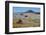 Spring Wild Flowers, Postberg Section, West Coast National Park, Western Cape, South Africa, Africa-Ann & Steve Toon-Framed Photographic Print