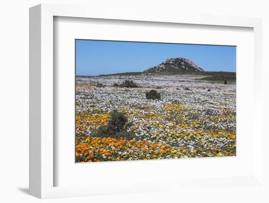 Spring Wild Flowers, Postberg Section, West Coast National Park, Western Cape, South Africa, Africa-Ann & Steve Toon-Framed Photographic Print