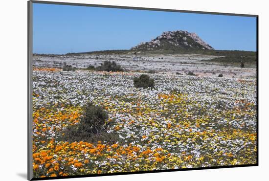 Spring Wild Flowers, Postberg Section, West Coast National Park, Western Cape, South Africa, Africa-Ann & Steve Toon-Mounted Photographic Print