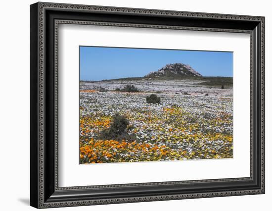 Spring Wild Flowers, Postberg Section, West Coast National Park, Western Cape, South Africa, Africa-Ann & Steve Toon-Framed Photographic Print