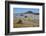 Spring Wild Flowers, Postberg Section, West Coast National Park, Western Cape, South Africa, Africa-Ann & Steve Toon-Framed Photographic Print