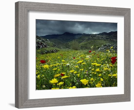 Spring Wild Flowers with Hills in the Background at Apollon, on Naxos, Cyclades Islands, Greece-David Beatty-Framed Photographic Print