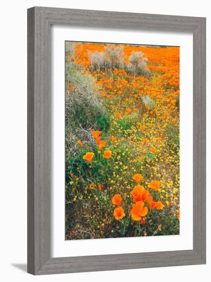 Spring Wildflower Design-null-Framed Photographic Print