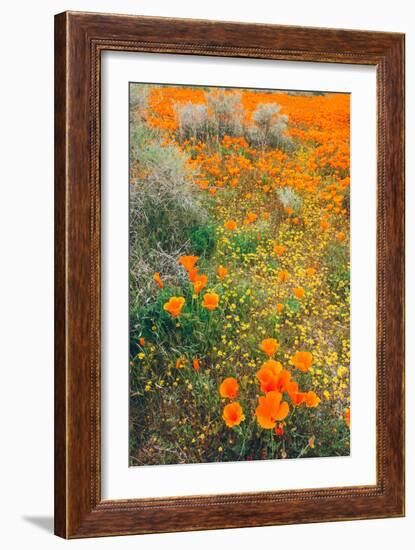 Spring Wildflower Design-null-Framed Photographic Print