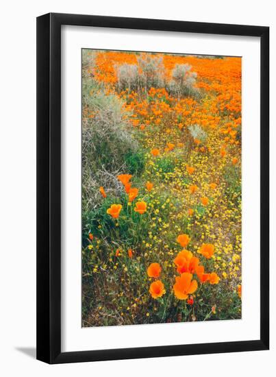 Spring Wildflower Design-null-Framed Photographic Print