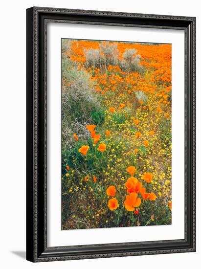 Spring Wildflower Design-null-Framed Photographic Print