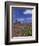 Spring Wildflowers Bloom, Canyonlands National Park, Utah, USA-Paul Souders-Framed Photographic Print