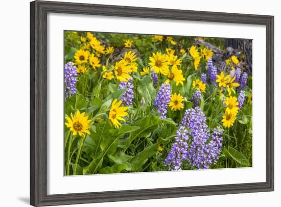 Spring Wildflowers in the Columbia Gorge Near Rowena, Oregon, USA-Chuck Haney-Framed Photographic Print