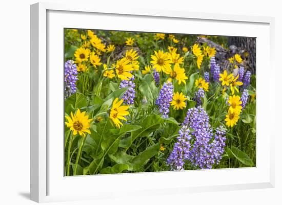 Spring Wildflowers in the Columbia Gorge Near Rowena, Oregon, USA-Chuck Haney-Framed Photographic Print