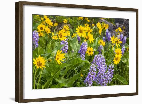 Spring Wildflowers in the Columbia Gorge Near Rowena, Oregon, USA-Chuck Haney-Framed Photographic Print