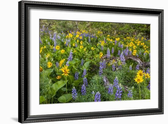 Spring Wildflowers in the Columbia Gorge Near Rowena, Oregon, USA-Chuck Haney-Framed Photographic Print