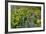 Spring Wildflowers in the Columbia Gorge Near Rowena, Oregon, USA-Chuck Haney-Framed Photographic Print