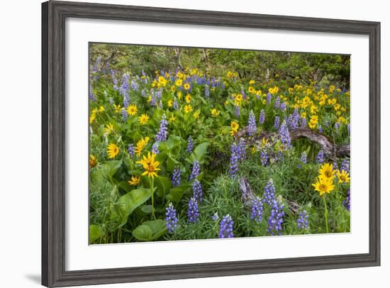 Spring Wildflowers in the Columbia Gorge Near Rowena, Oregon, USA-Chuck Haney-Framed Photographic Print