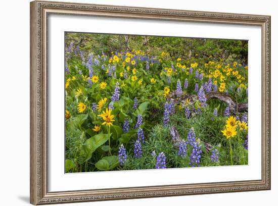 Spring Wildflowers in the Columbia Gorge Near Rowena, Oregon, USA-Chuck Haney-Framed Photographic Print