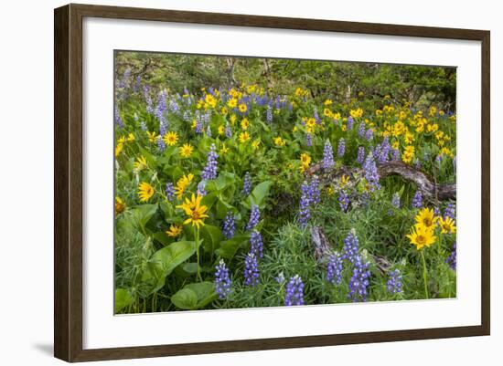 Spring Wildflowers in the Columbia Gorge Near Rowena, Oregon, USA-Chuck Haney-Framed Photographic Print