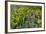 Spring Wildflowers in the Columbia Gorge Near Rowena, Oregon, USA-Chuck Haney-Framed Photographic Print